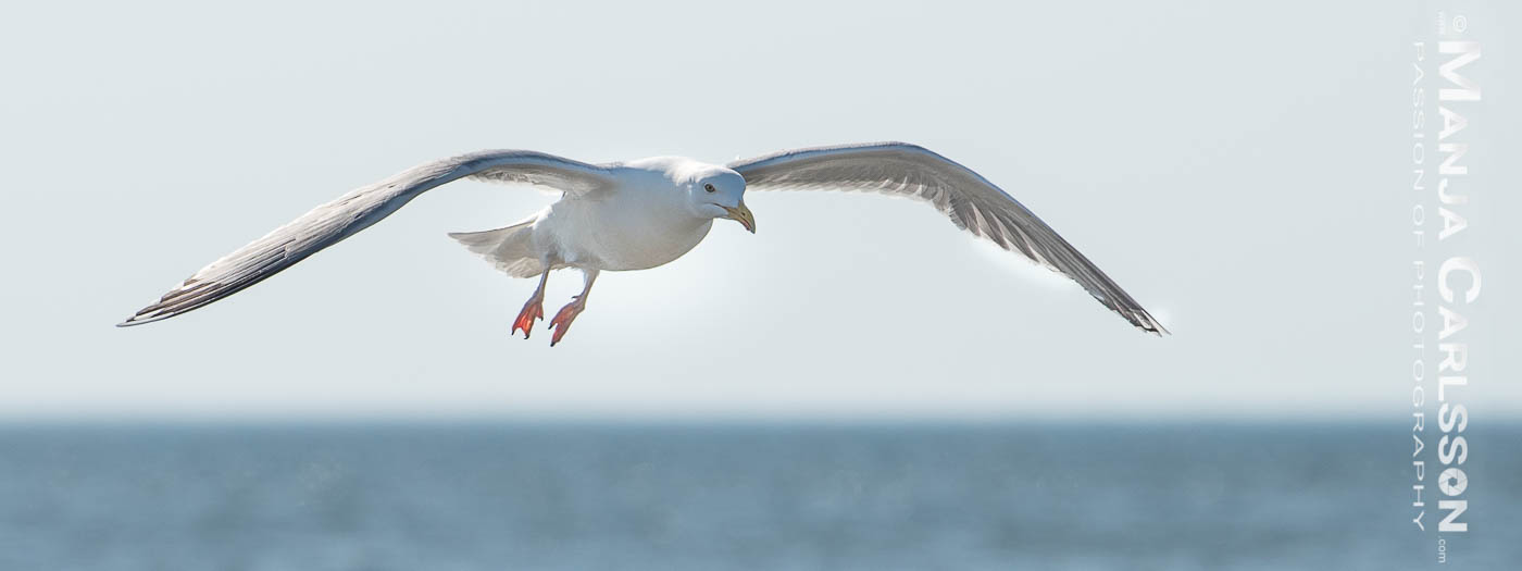 Silbermöwe kurz vorm Landeanflug