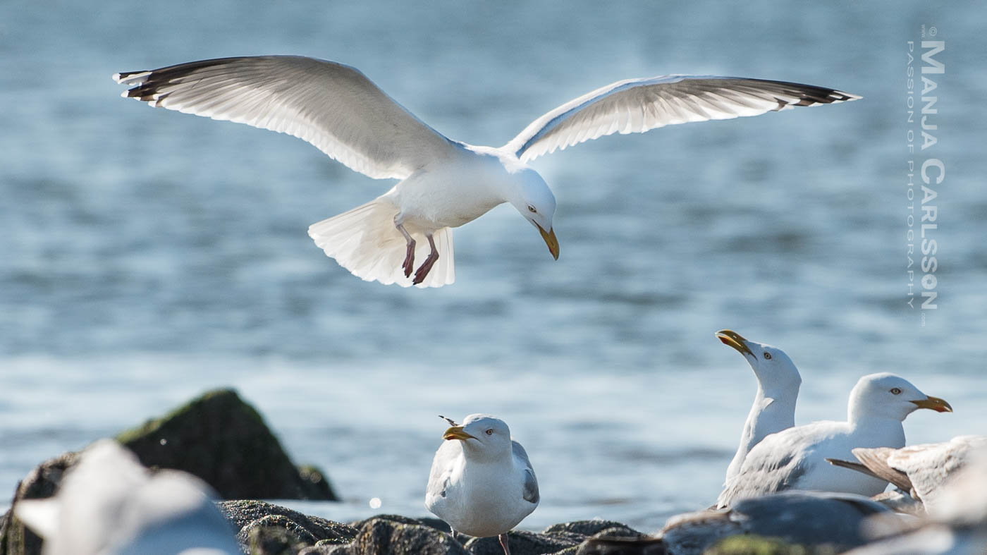 Silbermöwe platz-suchend im Landeanflug