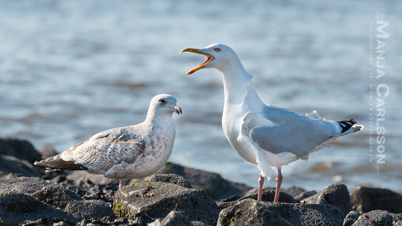 ankommende junge Silbermöwe beim Landeanflug