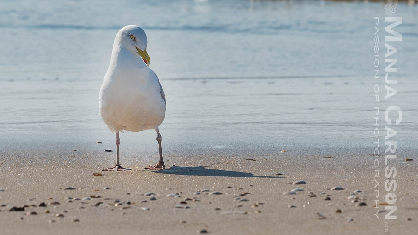 Möwe am Sandstrand beäugt mich kritisch