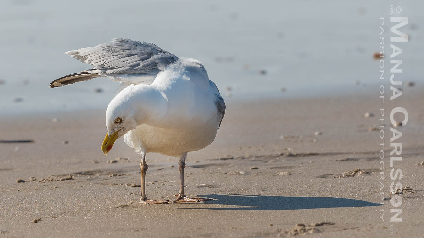 putzige Möwe am Sandstrand Flügelinnenseitepflege