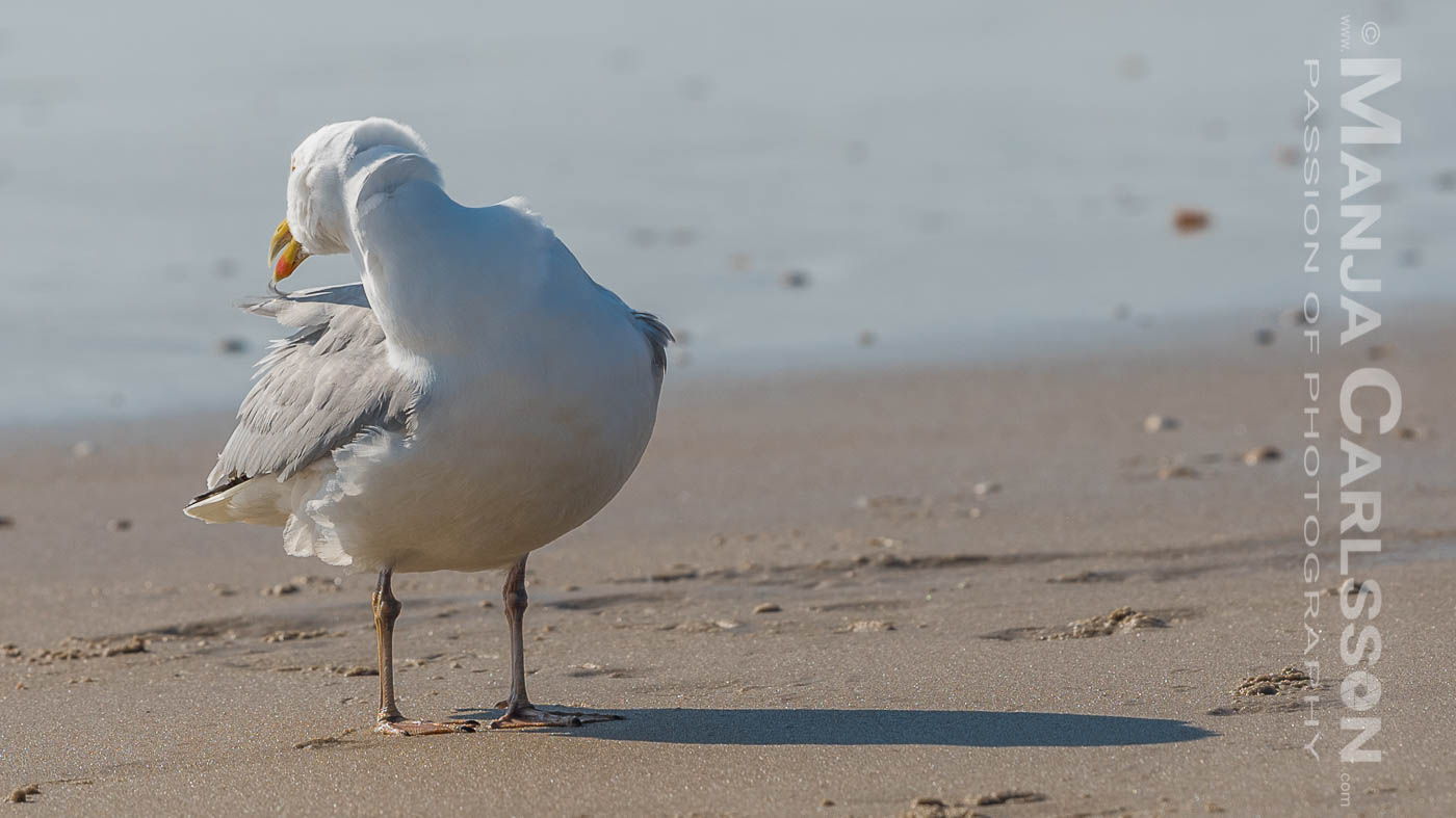 putzige Möwe am Sandstrand