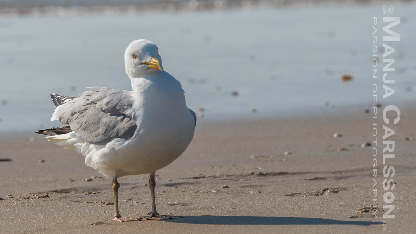 Möwe puschelt ihr Gefieder auf
