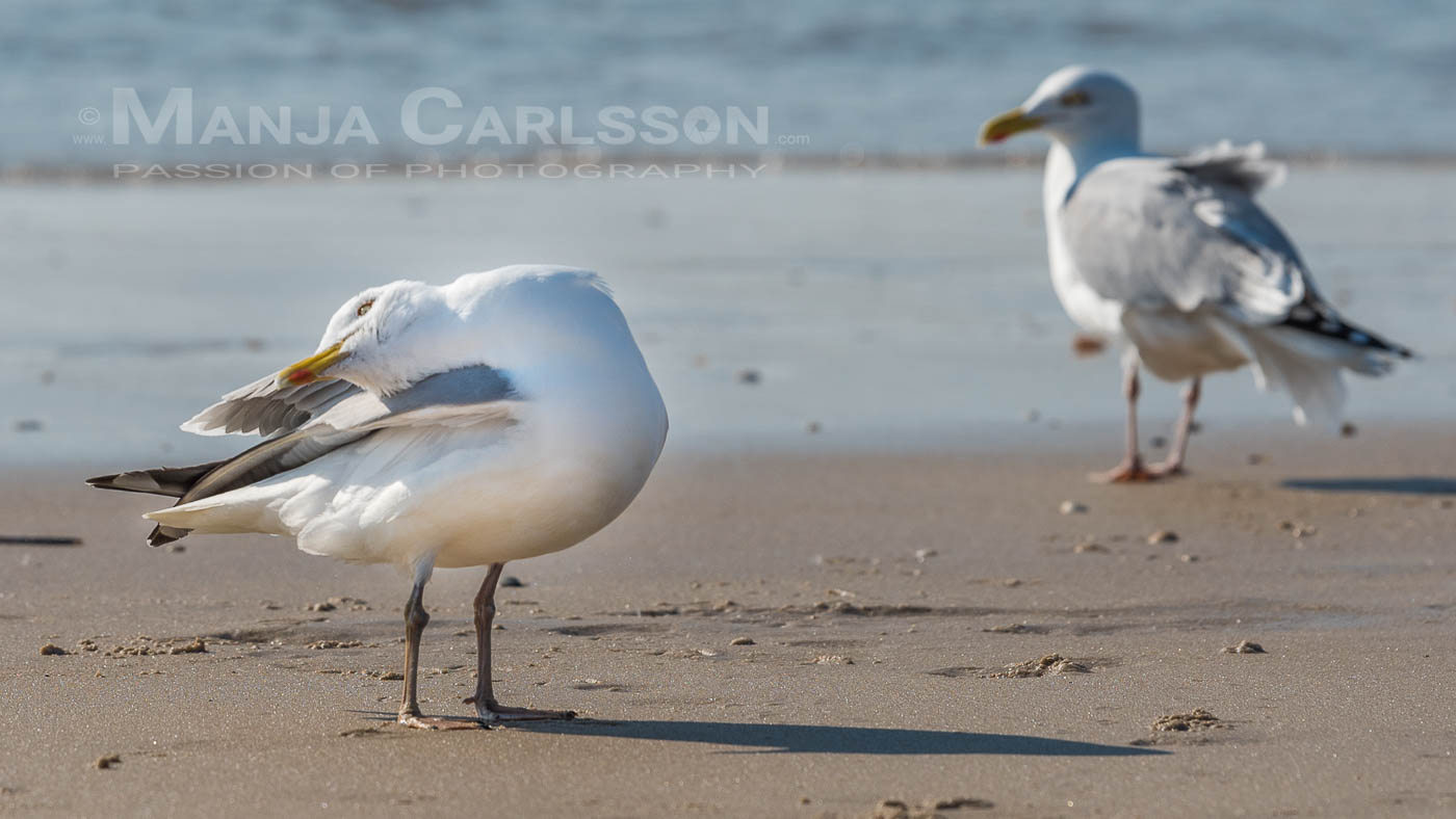 putzige Möwe am Sandstrand von Westerland macht große Verrenkungen