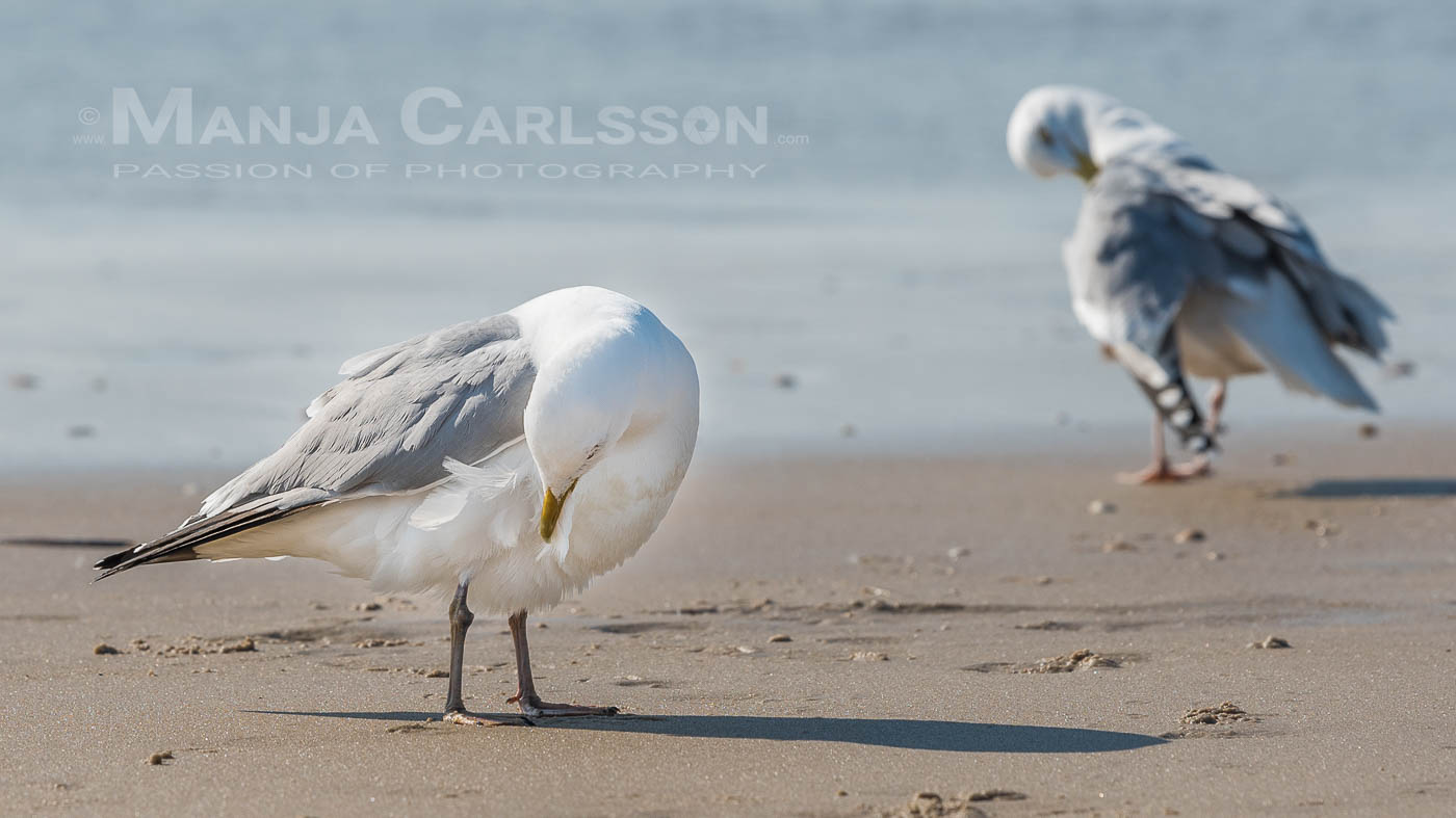 Möwe am Sandstrand sortiert ihr Gefieder