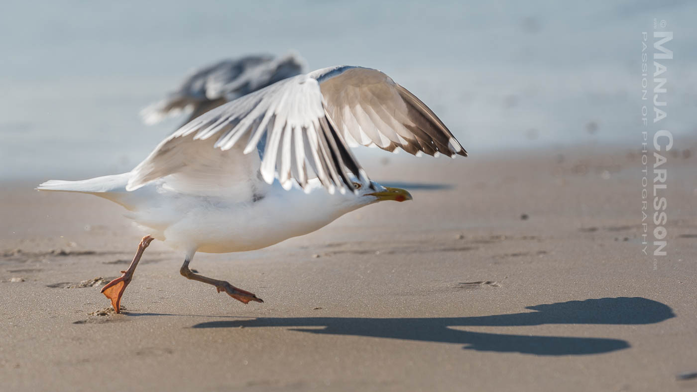 Möwe am Sandstrand von Sylt fliegt davon...