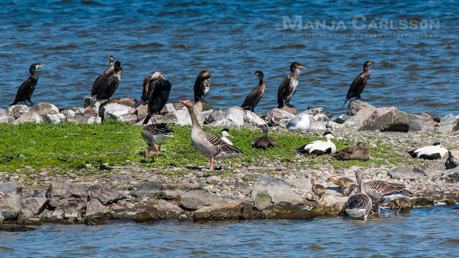 Graugansfamilien gehen an Land