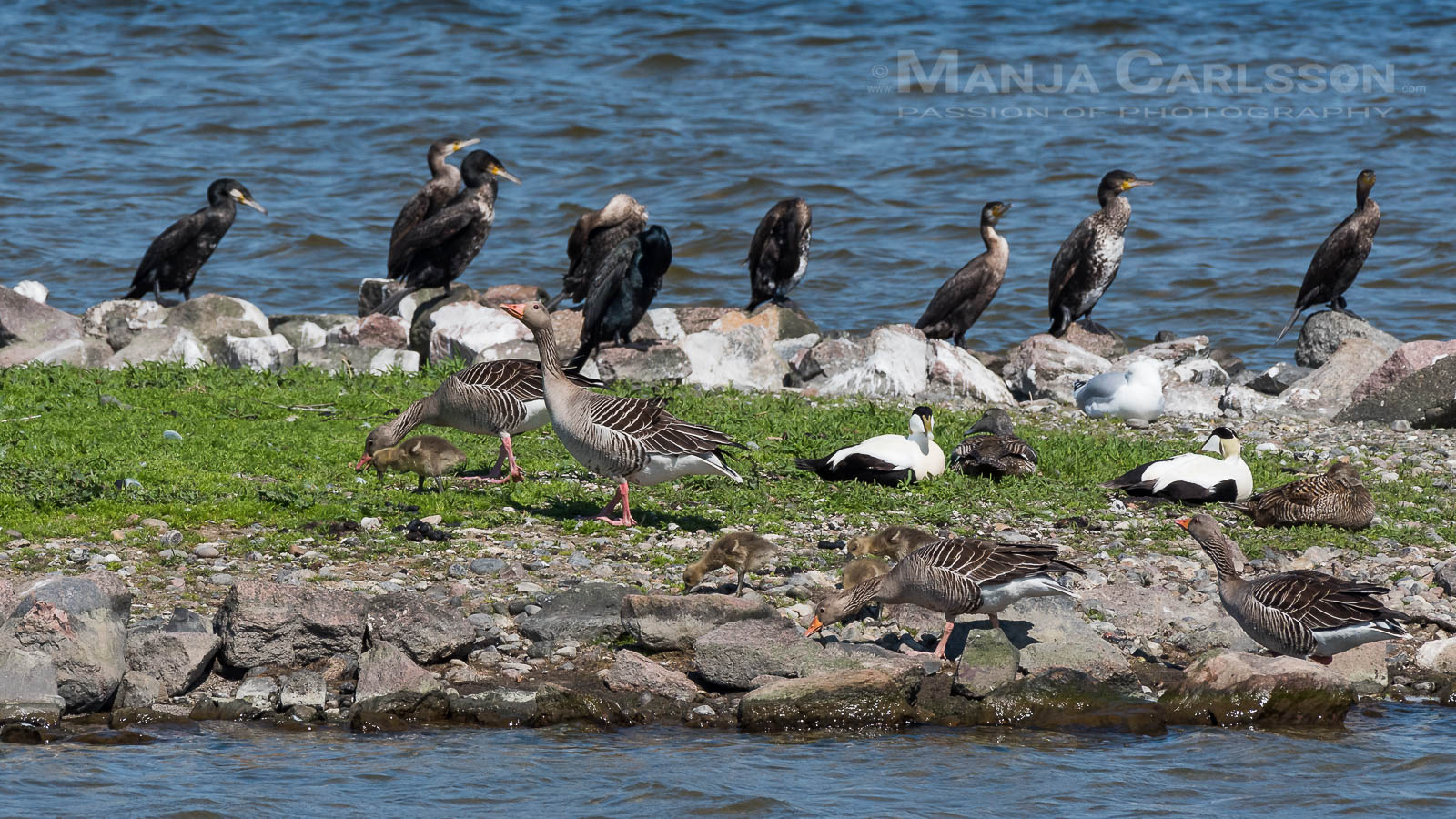Graugansfamilien sind auf der Insel ...