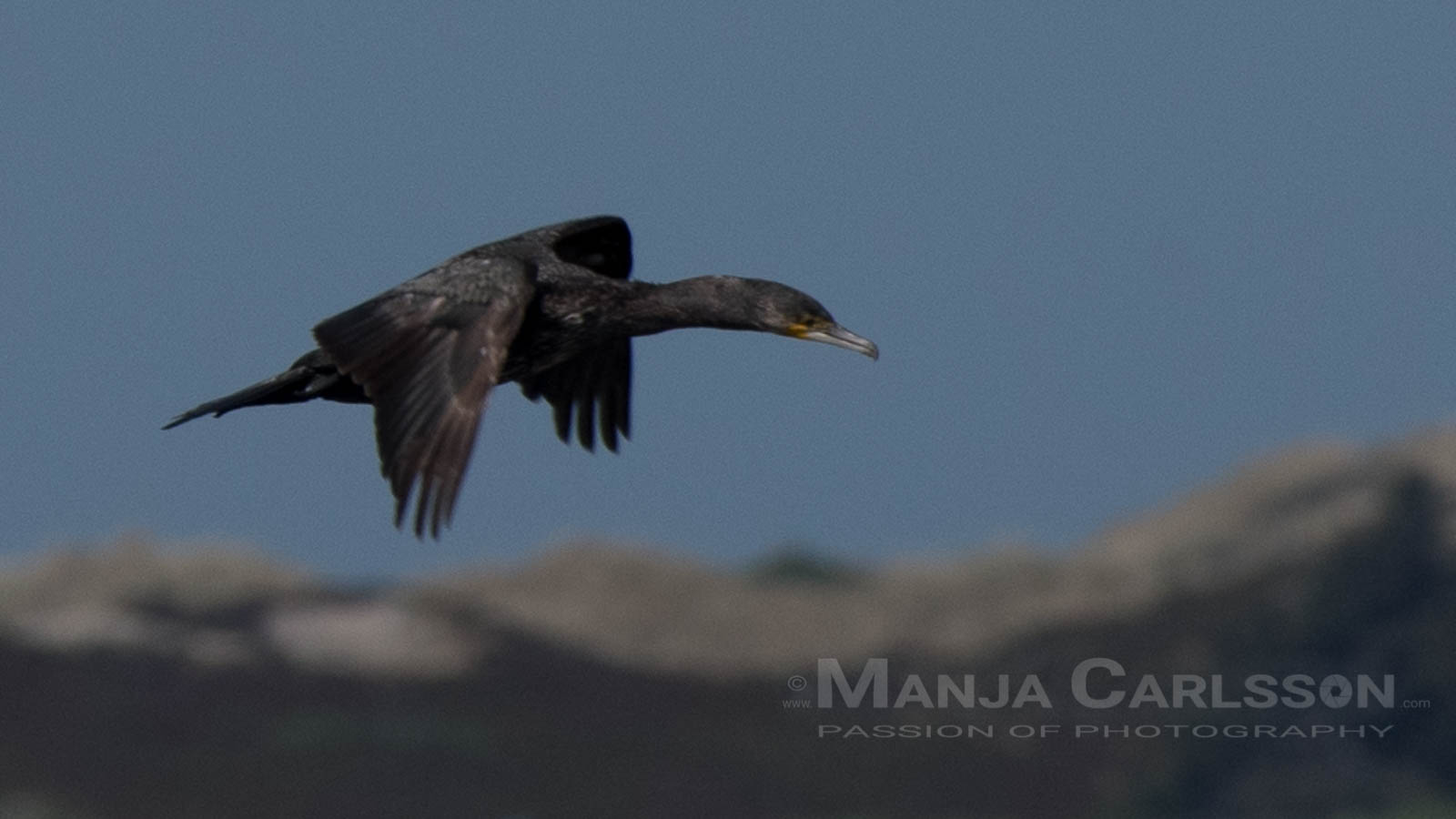 Kormoran im Flug