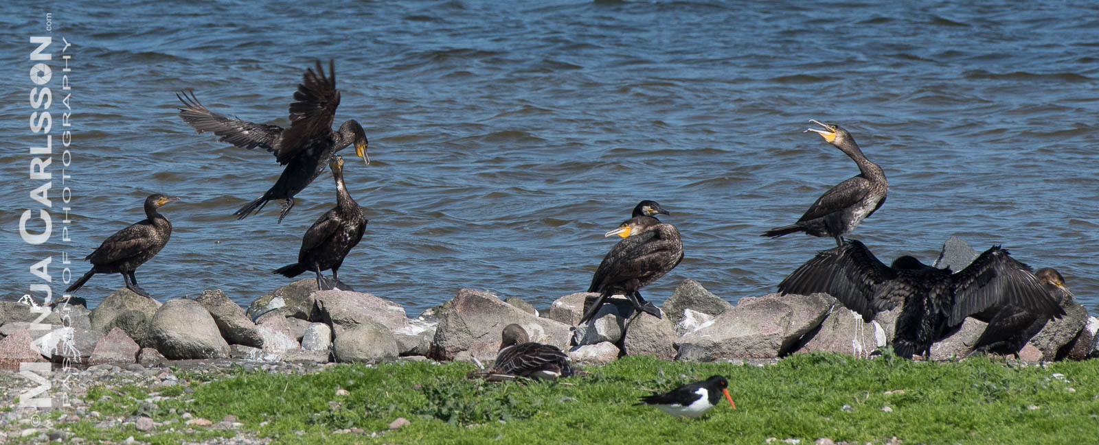 Kormorane an Land mit Austernfischer und Ringelgans