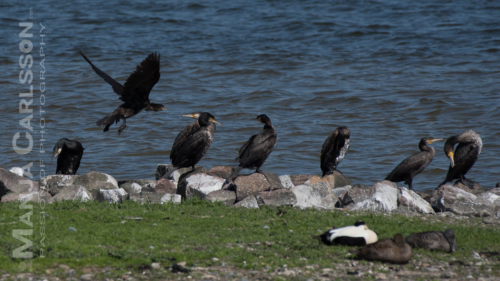 Kormorane an Land mit Eiderenten