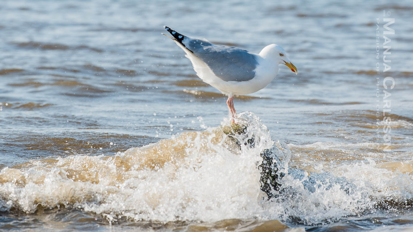 Silbermöwe auf Stein im Wasser bekommt feuchte Füße
