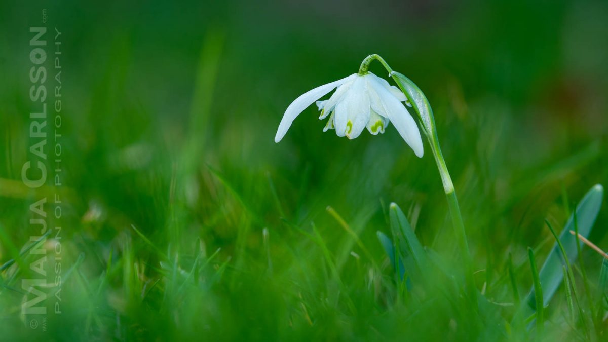 gefülltes Schneeglöckchen mit Blitzlicht fotografiert