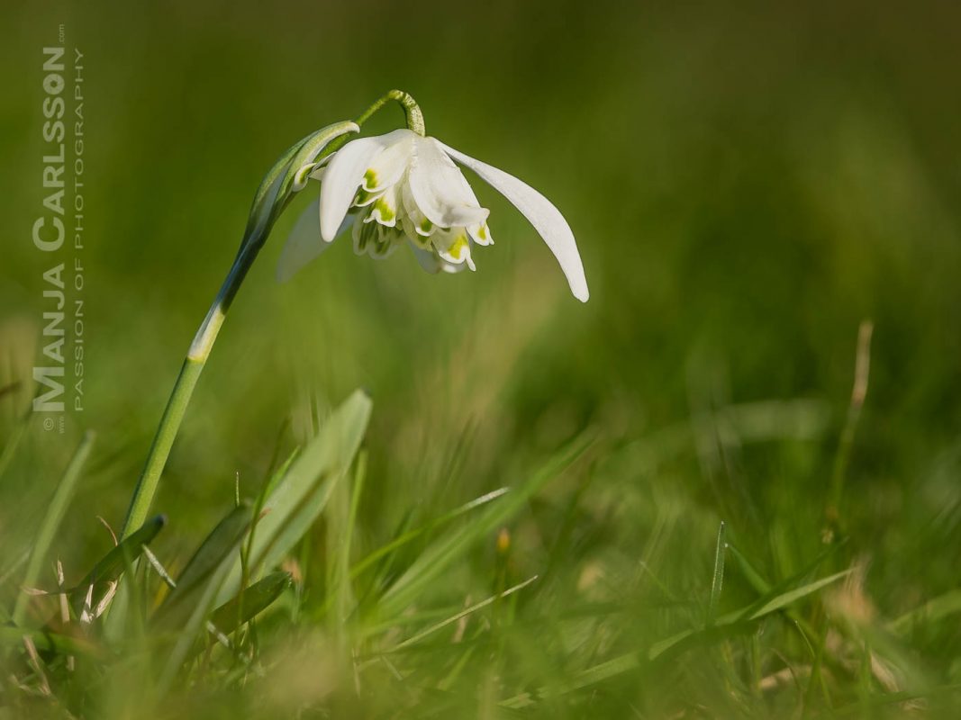 gefülltes Schneeglöckchen im Gras