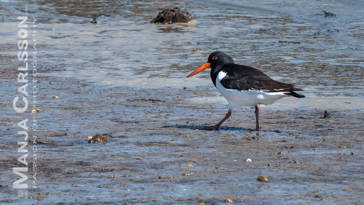 Vogelvielfalt Rantumer Hafenbucht - Ein Austernfischer läuft im Watt auf und ab und ist dabei auf Nahrungssuche im Rantumer Hafen, dabei hat er mich beim Fotografieren ständig im Blick