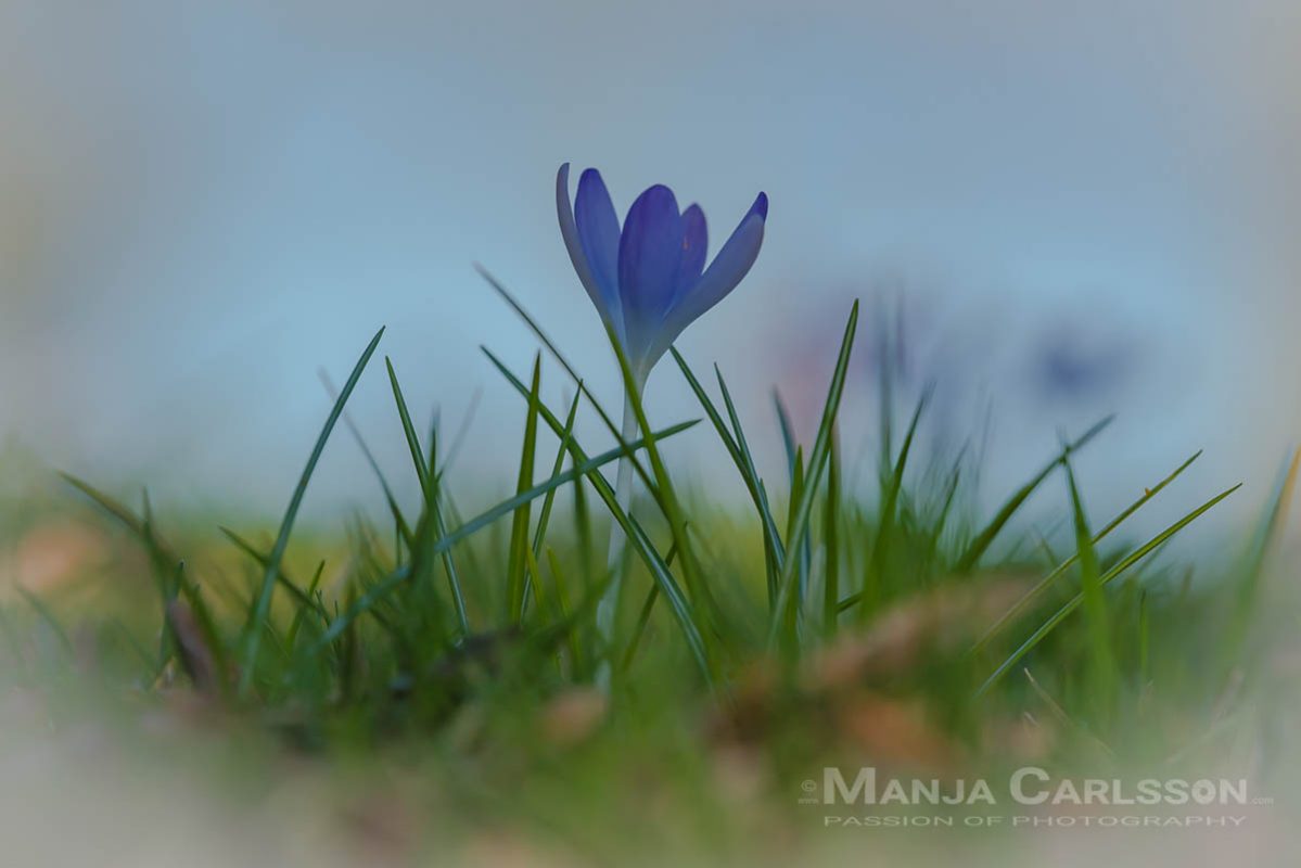 Krokus im Gegenlicht