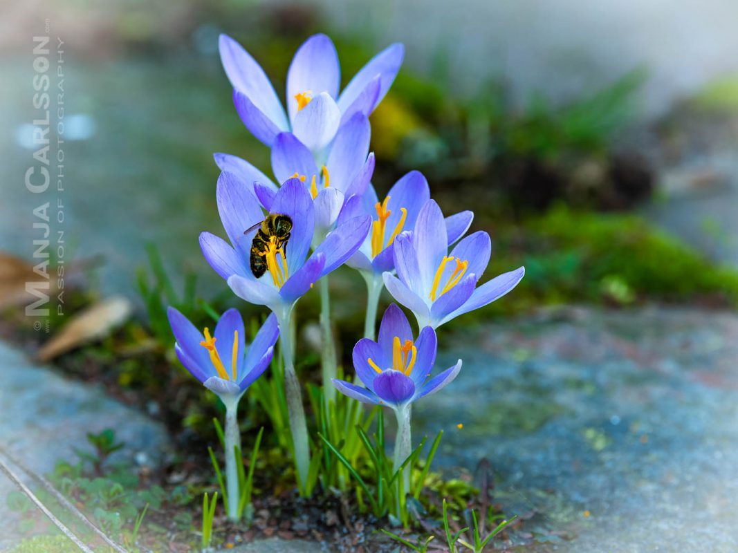 Krokussblüten zwischen Pflastersteinen mit Biene auf nächstem Blütenstempel