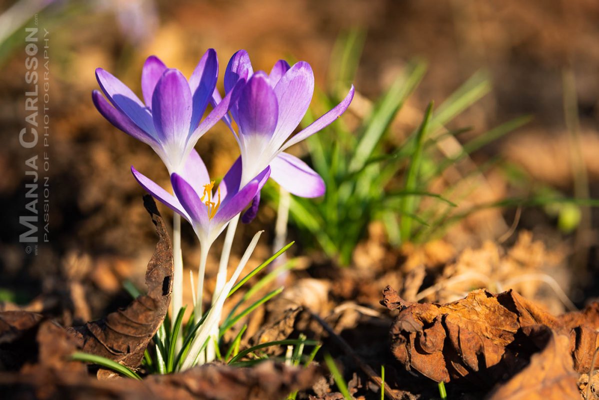 Krokusse zwischen Laub im abendlichen Sonnenlicht