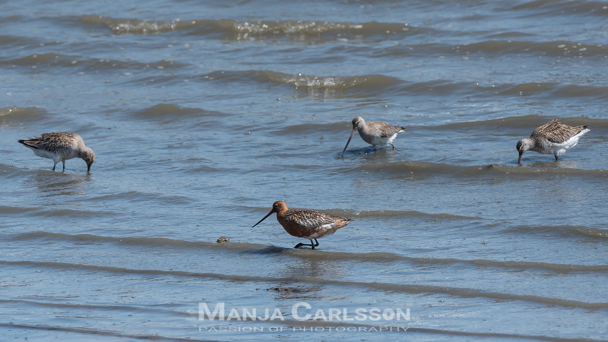 Vogelvielfalt in der Rantumer Hafenbucht. Pfuhlschnepfen sind auf Nahrungssuche im Rantumer Hafen bei auflaufendem Wasser