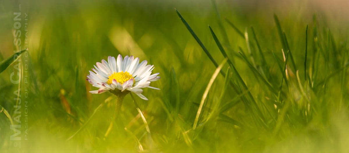 kleines Gänseblümchen im Frühlingsabendlicht