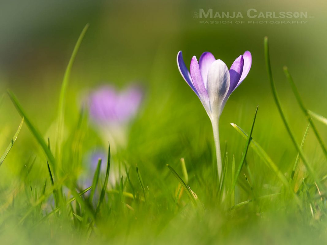 lila Krokuss - erster Frühlingsgruß