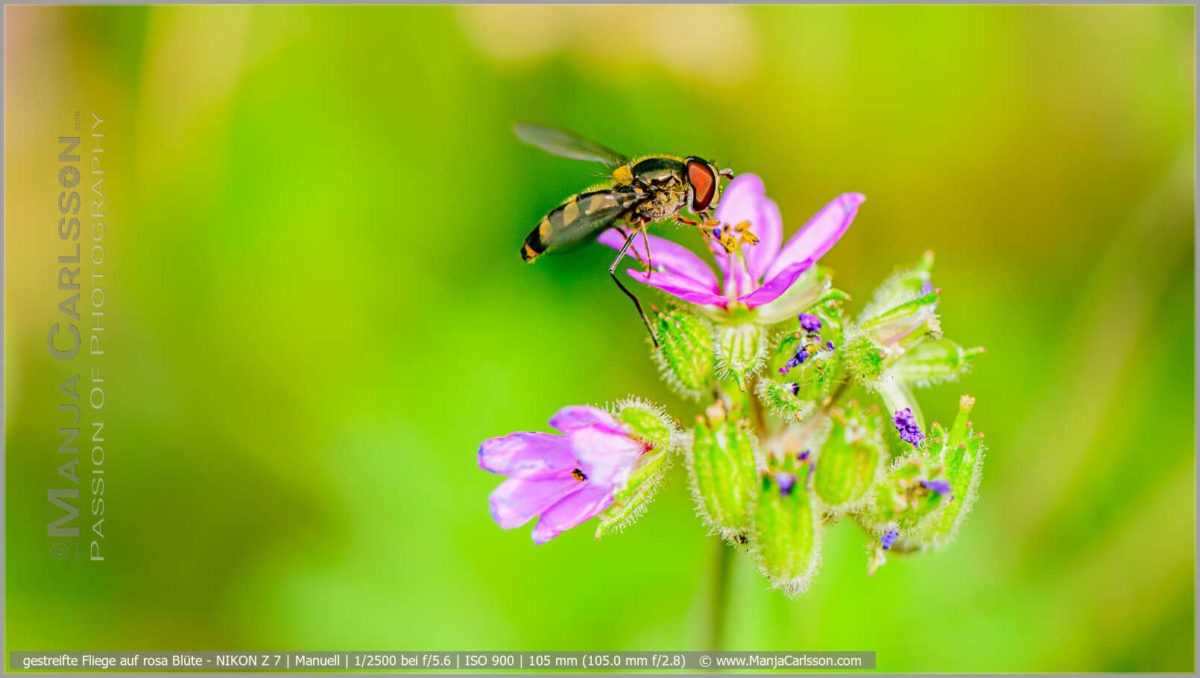gestreifte Fliege auf rosa Blüte