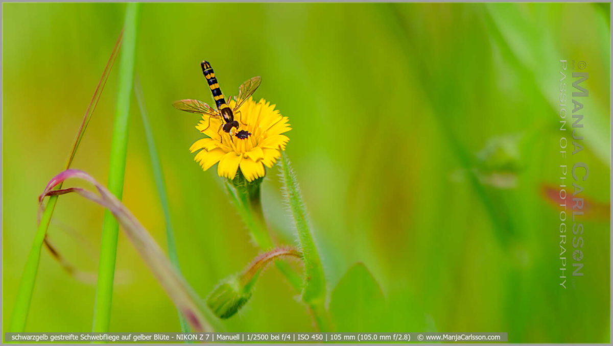 schwarzgelb gestreifte Schwebfliege auf gelber Blüte